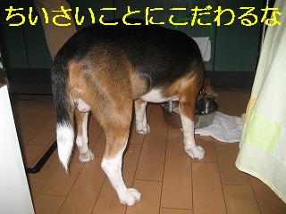 ¤Á¤¤¤µ¤¤¤³¤È¤Ë¤³¤À¤ï¤ë¤Ê