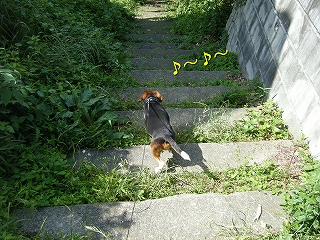 ¤ä¤Ã¤Ñ¤ê¥Ï¥¤¥¥ó¥°¥³¡¼¥¹