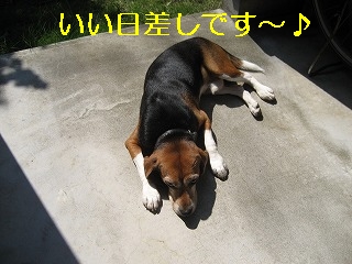 ¤¤¤¤Æüº¹¤·¤Ç¤¹¢ö