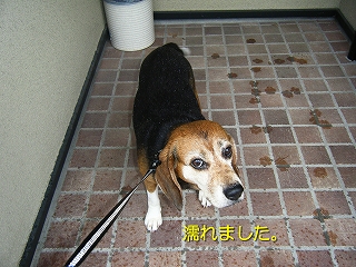Ǩ¤ì¤Þ¤·¤¿¡£