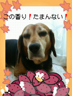 ¤³¤Î¹á¡ª¤¿¤Þ¤ó¤Ê¤¤¡ª
