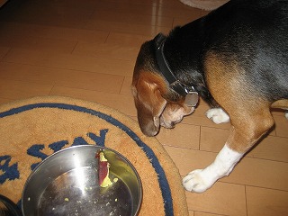 ¤ª°ò¤À¤¡¡ª