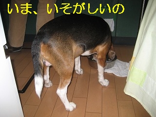 ¤¤¤Þ¡¢¤¤¤½¤¬¤·¤¤¤Î
