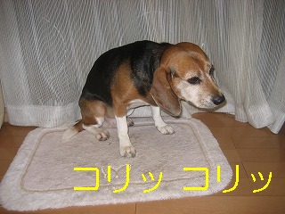 ¥³¥ê¥Ã¥³¥ê¥Ã
