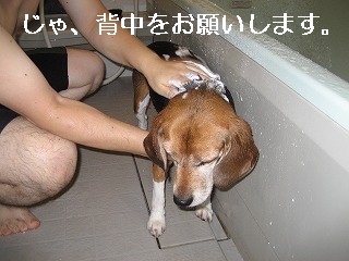 ���㡢���椪�ꤤ���ޤ�