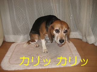 ¥«¥ê¥Ã¥«¥ê¥Ã