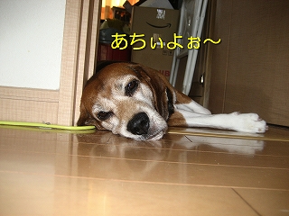 �������褩��