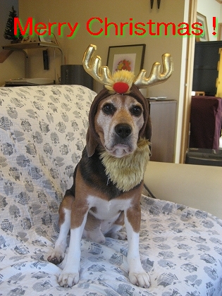 Merry Christmas !