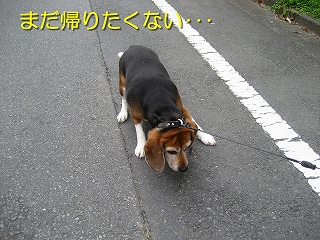 ¤Þ¤À¡¢µ¢¤ê¤¿¤¯¤Ê¤¤Ž¥Ž¥Ž¥
