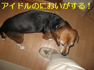 ¥¢¥¤¥É¥ë¤Î¤Ë¤ª¤¤¤¬¤¹¤ë¤Ã¡ª