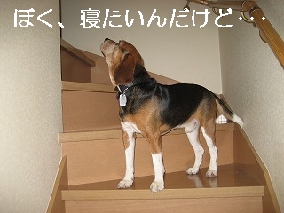 �ܤ�������������ɡ�����