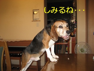 ¤·¤ß¤ë¤Íޥޥޥ