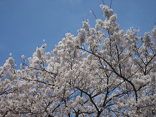 Ëþ³«¤Îºù