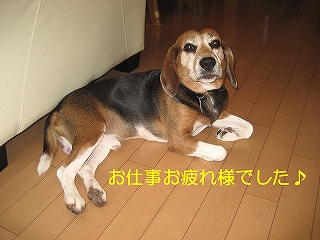 ¤ª»Å»ö¤ªÈè¤ìÍͤǤ·¤¿¢ö