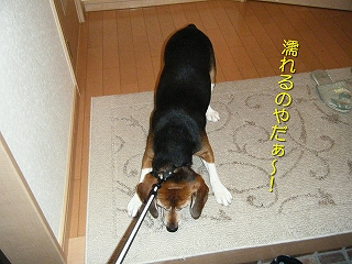 Ǩ¤ì¤ë¤Î¤ä¤À¤¡¡Á
