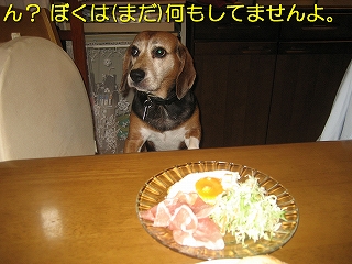 �󡩡��ܤ��ϲ��⤷�Ƥʤ��衣