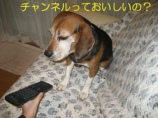 ¥Á¥ã¥ó¥Í¥ë¤Ã¤Æ¤ª¤¤¤·¤¤¤Î¡©
