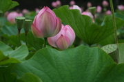 20090802_1509