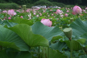 20090802_1532