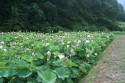 20090802_1538