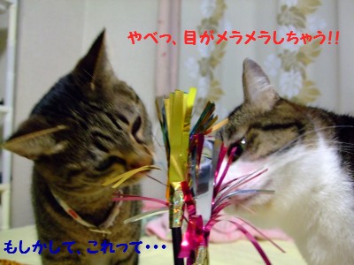 DSCF4229