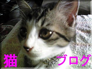 ¤Ë¤Û¤ó¥Ö¥í¥°Â¼ Ç¥Ö¥í¥°¤Ø