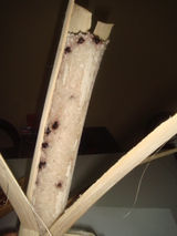 �����顼��