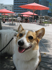 toto at terrace
