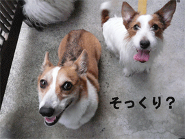 toto mylo
