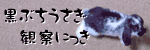 黒ぶちうさぎ観察にっき