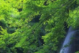 fujipic