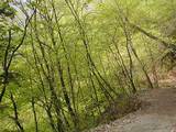 nisizawa05