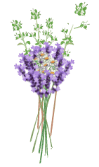 lavender