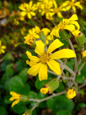 DSCF8135