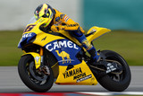 Camel_Rossi