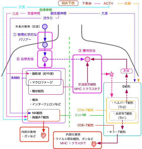 がんに備えるnk細胞の増加と活性は自律神経の相反する働きと連動 みなみの香草屋 Blog