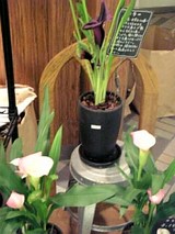 20061106新宿のお花屋さん1