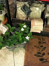 20061106新宿のお花屋さん3