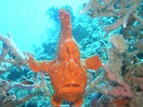 M0013648