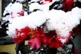雪のサザンカ