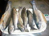 turi