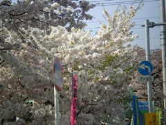 ����2009�գ�
