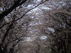 �ۥ��2009�գ�