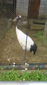 首長くして
