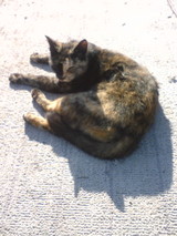 ねこ