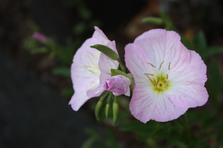 お花