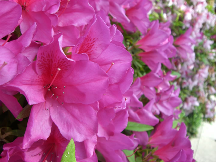 お店を彩るお花