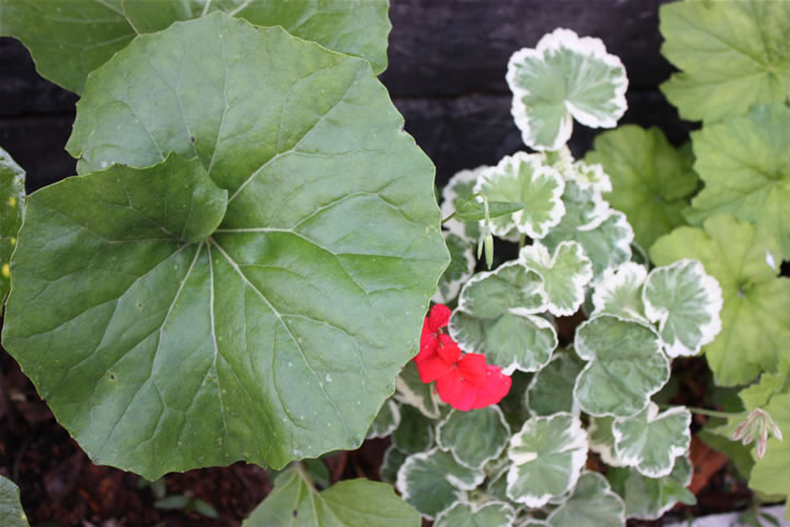お花