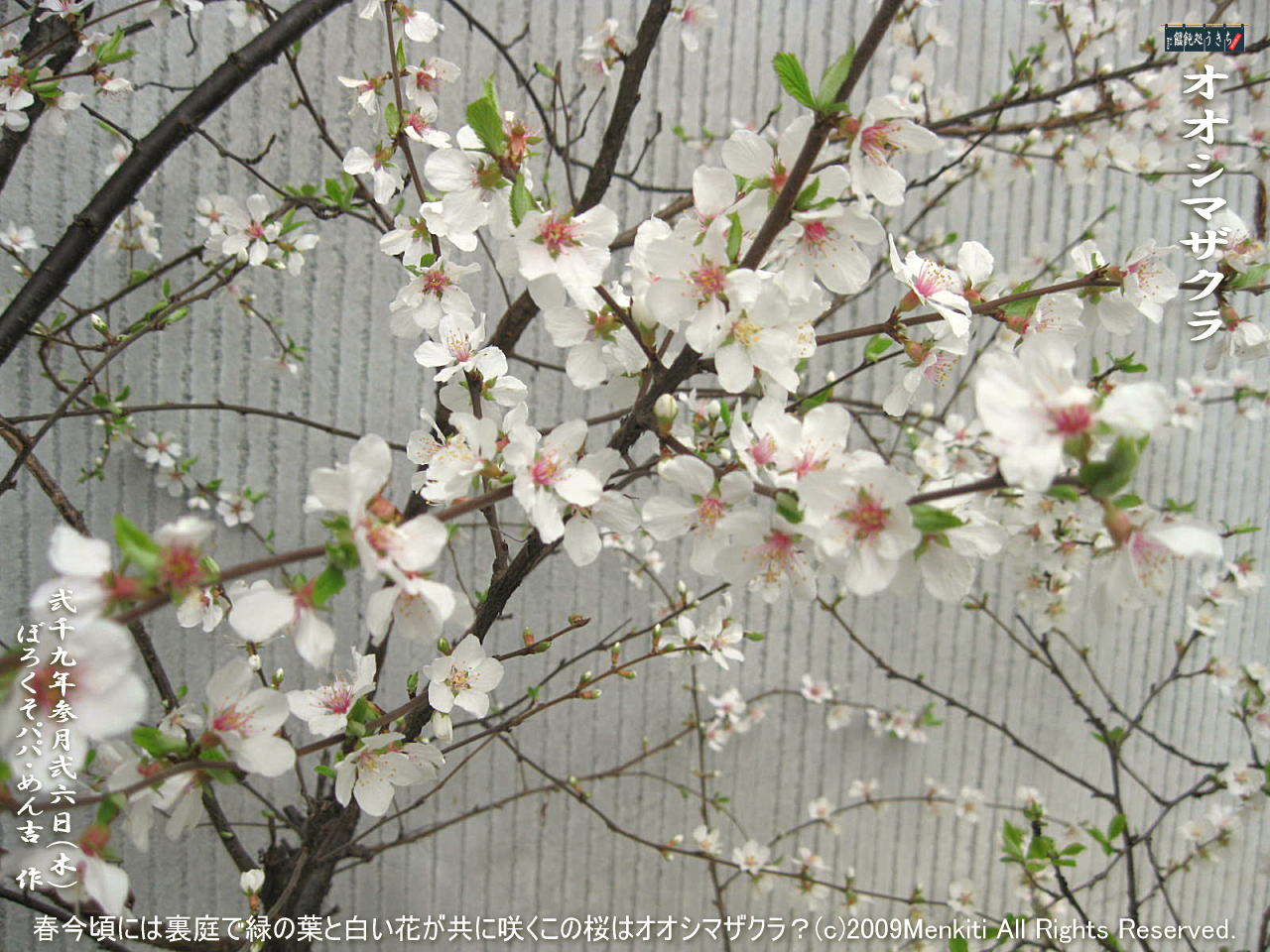 3／26（木）【オオシマザクラ・大島桜】春今頃には裏庭で緑の葉と白い花が共に咲くこの桜はオオシマザクラ？＠キャツピ＆めん吉の【ぼろくそパパの独り言】
　　　　▼クリックで1280x960pxlsに拡大します。