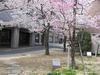 和泉市「桃山大学の桜（桃山学院大学の桜）」画像11